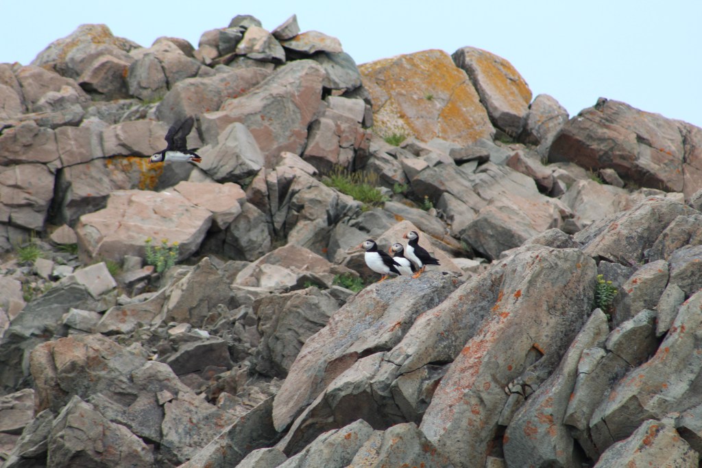 Atlantic puffin takes flight
