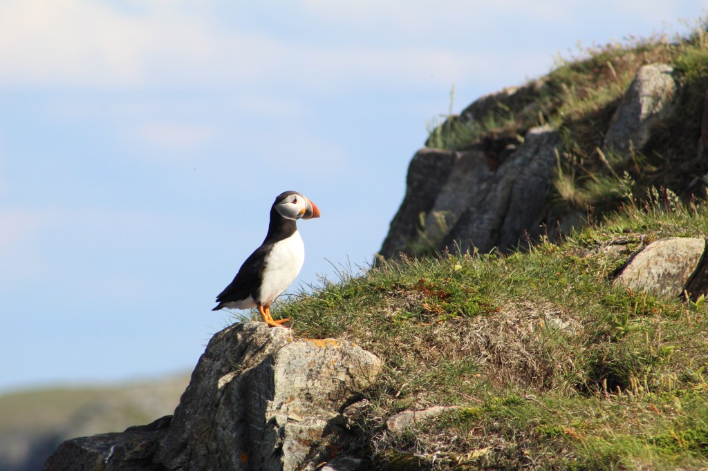 Atlantic puffin in Newfoundland