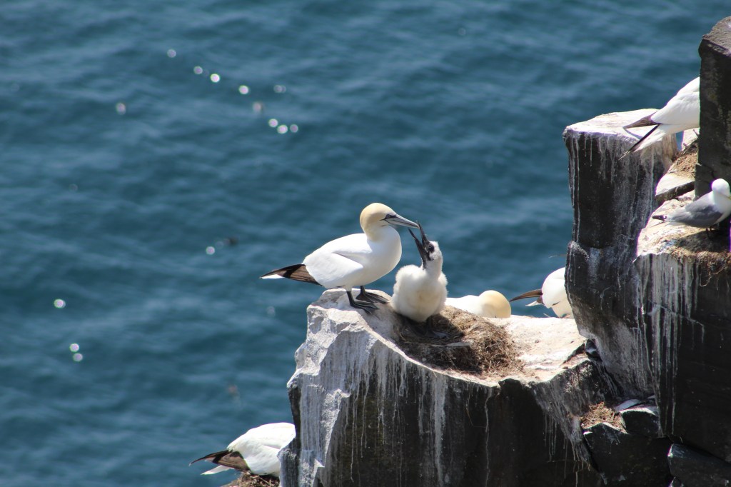 Northern gannet chick asks for food