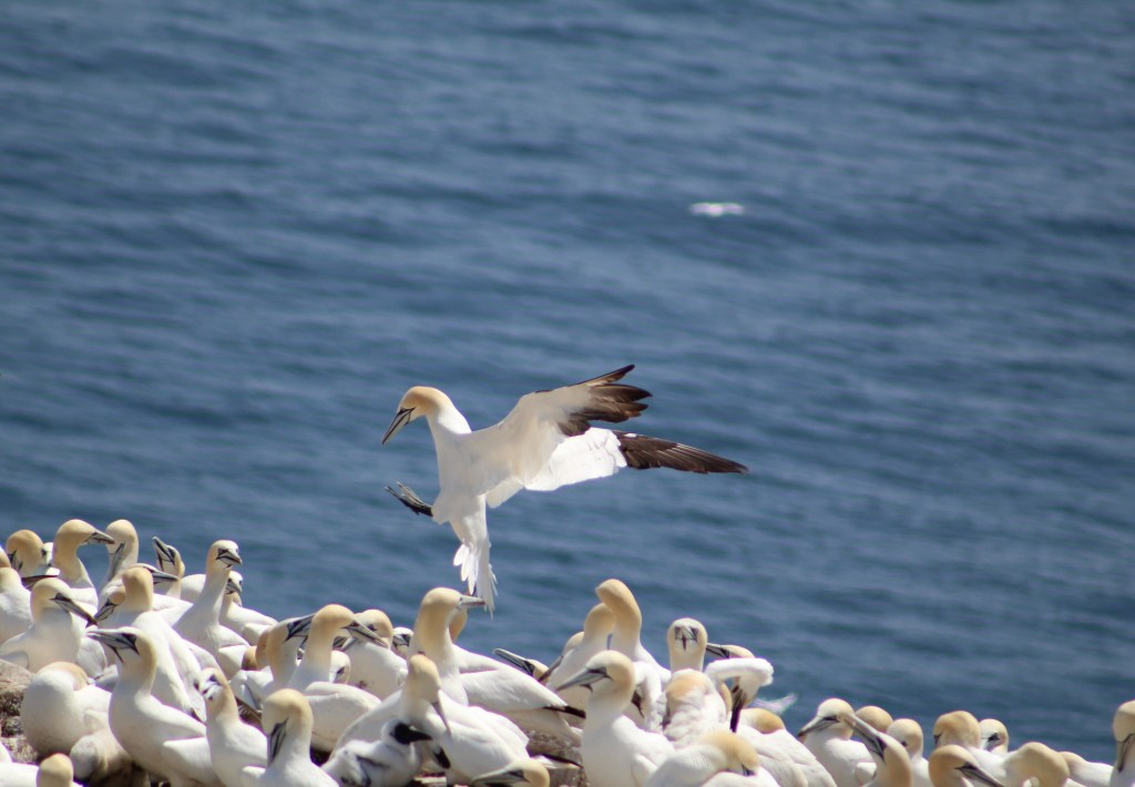 Northern gannet landing